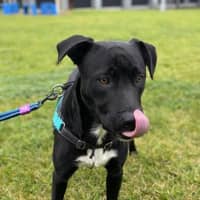 Photo of Rosco