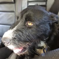 Photo of Zeus   21 Month Old Wolfhound X