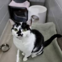Photo of Smarty (Bonded With Skittles) 
