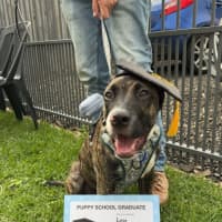 Photo of Lucy   10 Month Old Staffy X