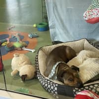 Photo of Rosco