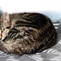Photo of Princess Rosevale