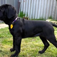 Photo of Shadow