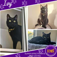 Photo of Ivy