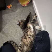 Photo of Thor