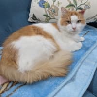 Photo of Harmony Was Miss Catberry Jam