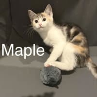 Photo of Maple