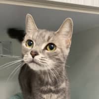 Photo of Mouse
