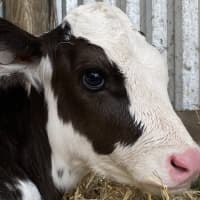 Photo of Benson And Arthur