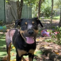 Photo of Moose (Ex Floyd)