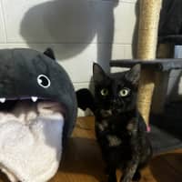 Photo of Raven