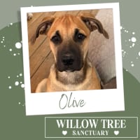 Photo of Olive
