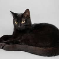 Photo of Kahlua 