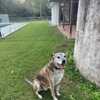 Photo of Mate *$150 Adoption Fee*