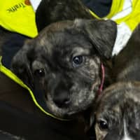 Photo of Uma (Lollie)