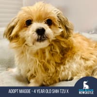 Photo of Maggie   4 Year Old Shih Tzu X
