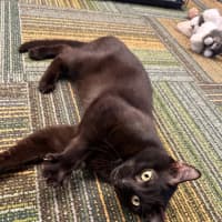 Photo of Shadow