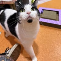 Photo of Pancake