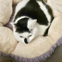 Photo of Moo Moo