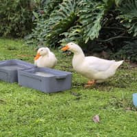 Photo of Dilly And Dally