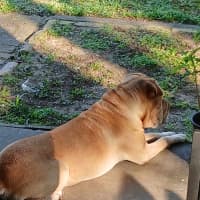 Photo of Fozzie Bear