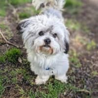 Photo of Bobo