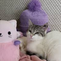 Photo of Rhinestone