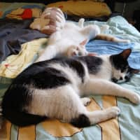 Photo of Ripley 🐾