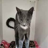 Photo of Ozias
