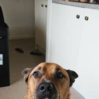 Photo of Rus   5 Year Old Cattle Dog