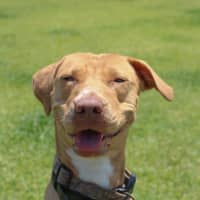 Photo of Honey