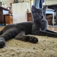 Photo of Smokie