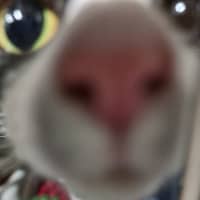 Photo of Moggy