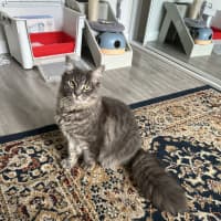 Photo of Floofball