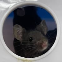 Photo of Havarti