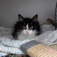 Photo of Poppet 