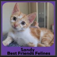 Photo of Sandy