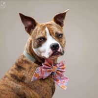Photo of Ellie   1 Year Old Boxer X Staffy