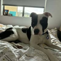Photo of Tux   18 Month Old Staffy X