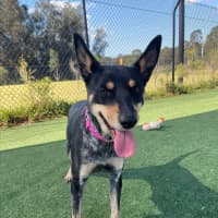 Photo of Harley Imp 1807