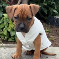 Photo of Sky   9 Week Old American Staffy