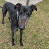 Photo of Judy The Greyhound