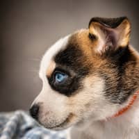 Photo of Knox