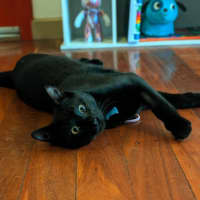 Photo of Uno