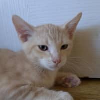 Photo of Kovu