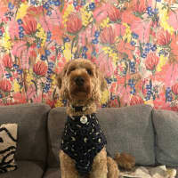 Photo of Brodie