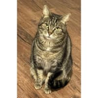 Photo of 6633   Lunakins