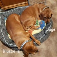 Photo of Bluebelle