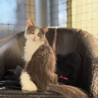 Photo of Suki