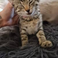 Photo of Tilly (Was Petal)